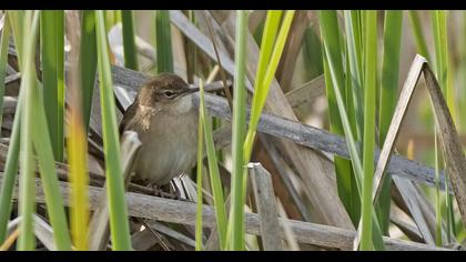 Bataklık kamışçını