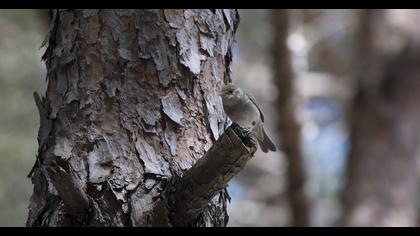 Karabaşlı ötleğen