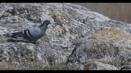 Kaya güvercini