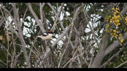 Kızılbaşlı örümcekkuşu