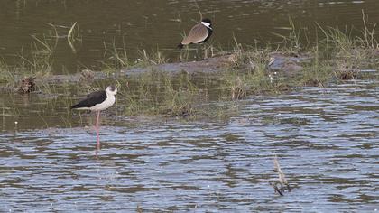 Black-winged Stilt
