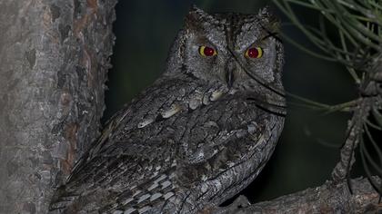 Eurasian Scops Owl