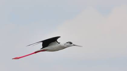 Black-winged Stilt