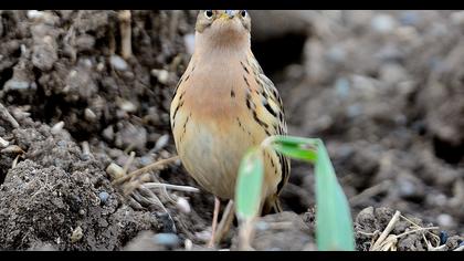 Kızılgerdanlı incirkuşu