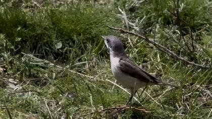 Küçük akgerdanlı ötleğen