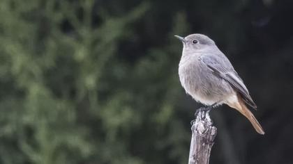 Black Redstart