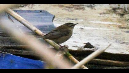 Kındıra kamışçını