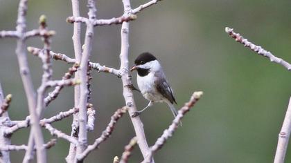 Akyanaklı baştankara