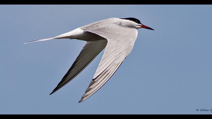 Common Tern