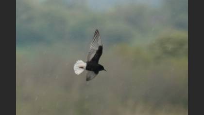 White-winged Tern