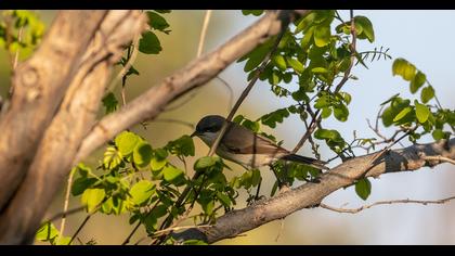 Küçük akgerdanlı ötleğen