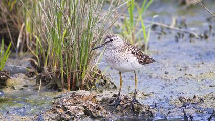 Orman düdükçünü