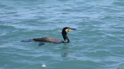Great Cormorant