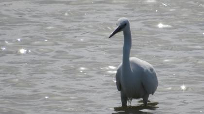 Küçük ak balıkçıl