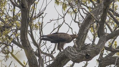 Küçük orman kartalı