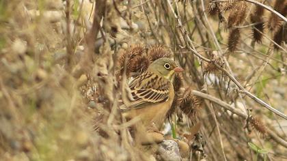 Ortolan Bunting