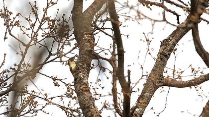 European Green Woodpecker