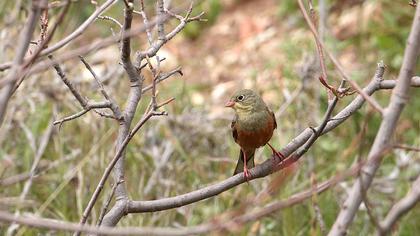 Ortolan Bunting