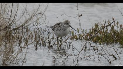 Bataklık düdükçünü