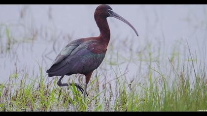 Glossy Ibis