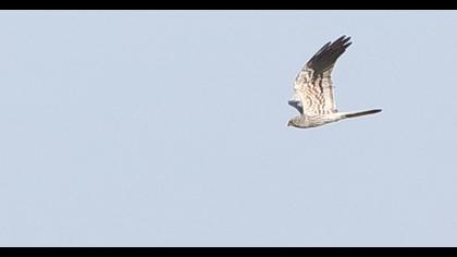 Montagu`s Harrier