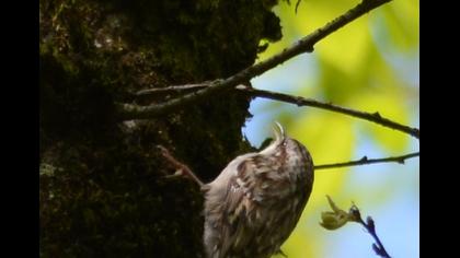 Bahçe tırmaşıkkuşu