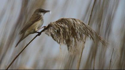 Büyük kamışçın