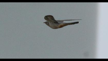 Common Cuckoo