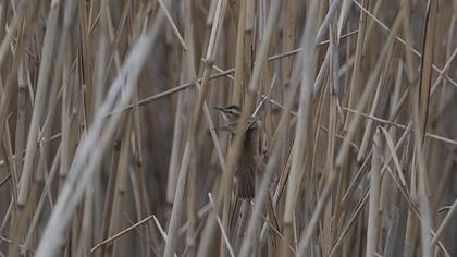 Bıyıklı kamışçın