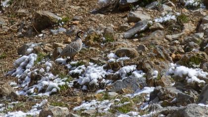 Chukar Partridge