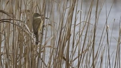 Büyük kamışçın