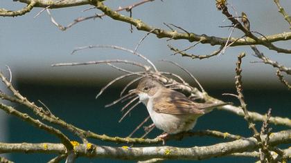 Akgerdanlı ötleğen