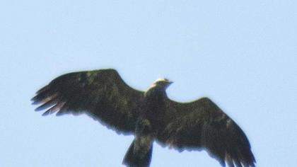 Küçük orman kartalı