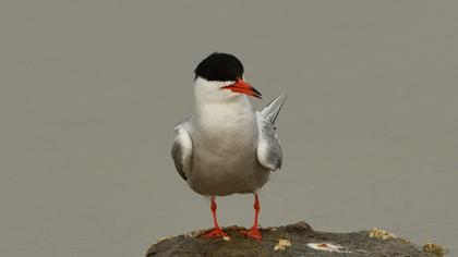 Common Tern