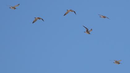 Sürmeli kervançulluğu