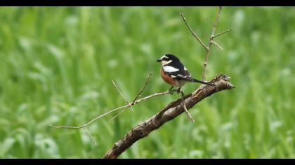 Masked Shrike