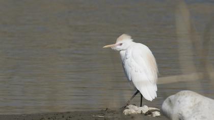 Sığır balıkçılı