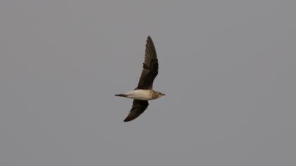 Black-winged Pratincole