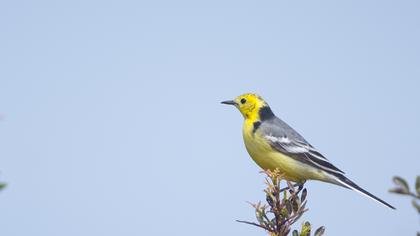 Sarıbaşlı kuyruksallayan