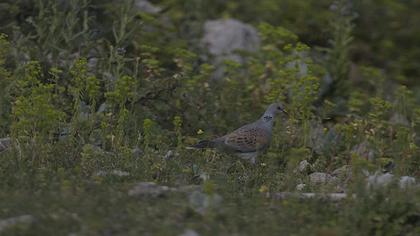 European Turtle Dove