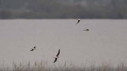 Collared Pratincole