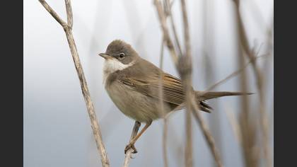 Common Whitethroat