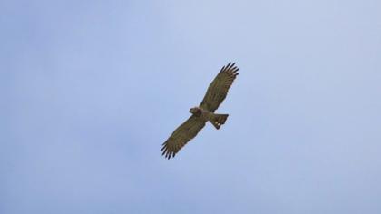 Short-toed Snake Eagle