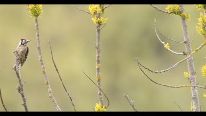 Küçük ağaçkakan