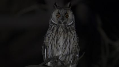Long-eared Owl
