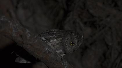 Eurasian Scops Owl