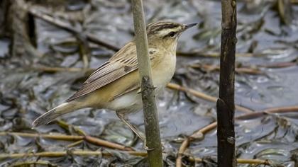 Kındıra kamışçını