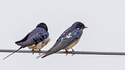 Barn Swallow