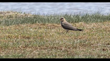 Bataklıkkırlangıcı