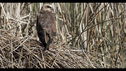 Western Marsh Harrier